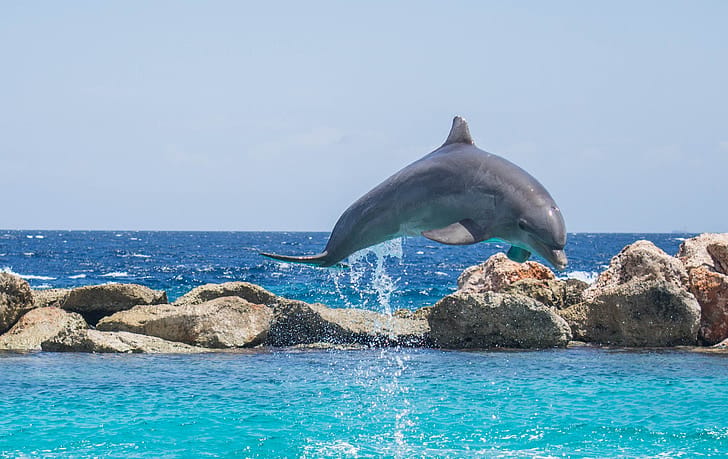 Dolphin