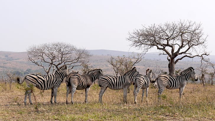 Wildlife Experience